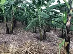 Learn more about how to plant and grow Bananas (ebitooke) in Uganda