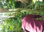A farmer planting a vanilla vine