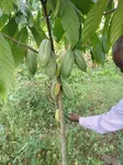 Learn how to start a cocoa farming business in Uganda