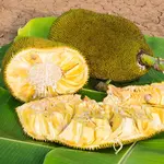 Learn more about how to plant and grow Jackfruit in Uganda