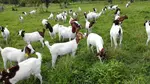Welcome to your ultimate guide on goat farming in Uganda and so much more