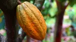 A Complete Guide About Cocoa Farming Best Practices