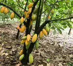 Cocoa plant in Uganda