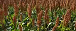 Learn more about sorghum growing while in Uganda