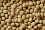 Learn more about how to plant and grow soybeans in Uganda