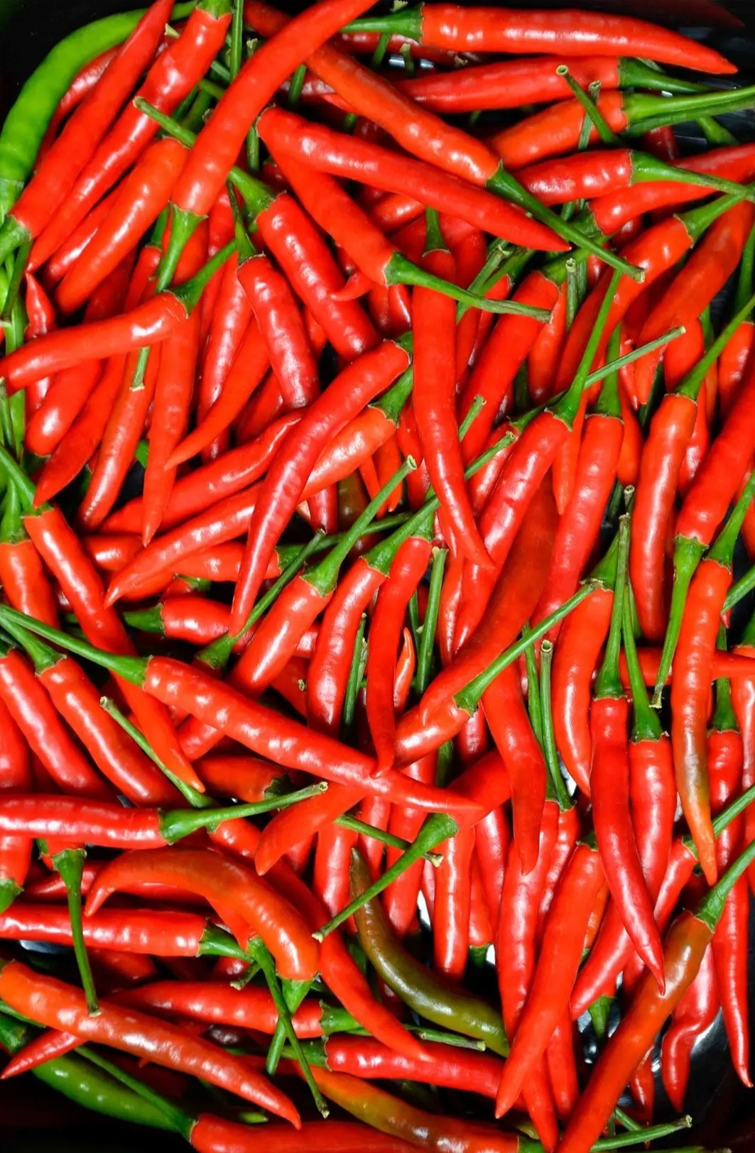 Hot pepper1