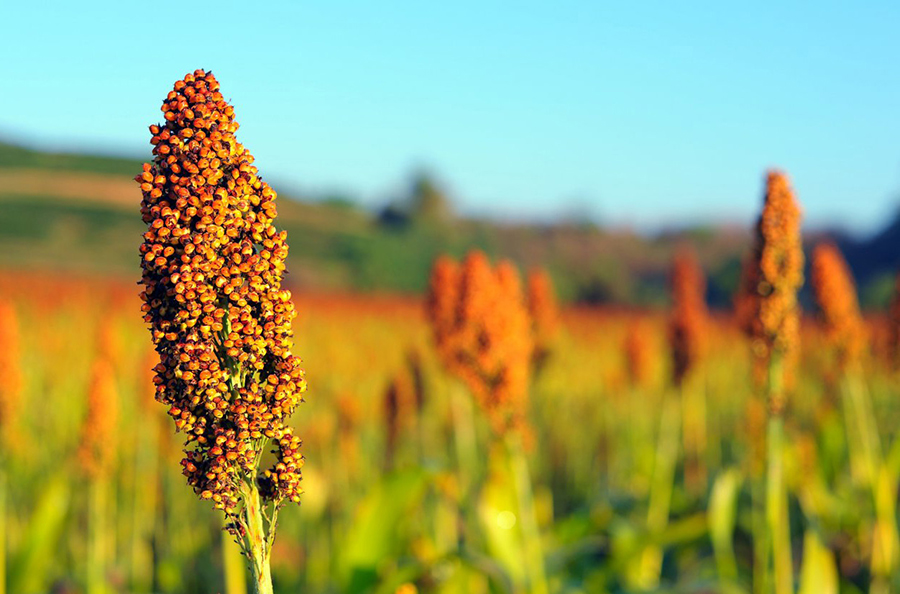 Sorghum In Uganda