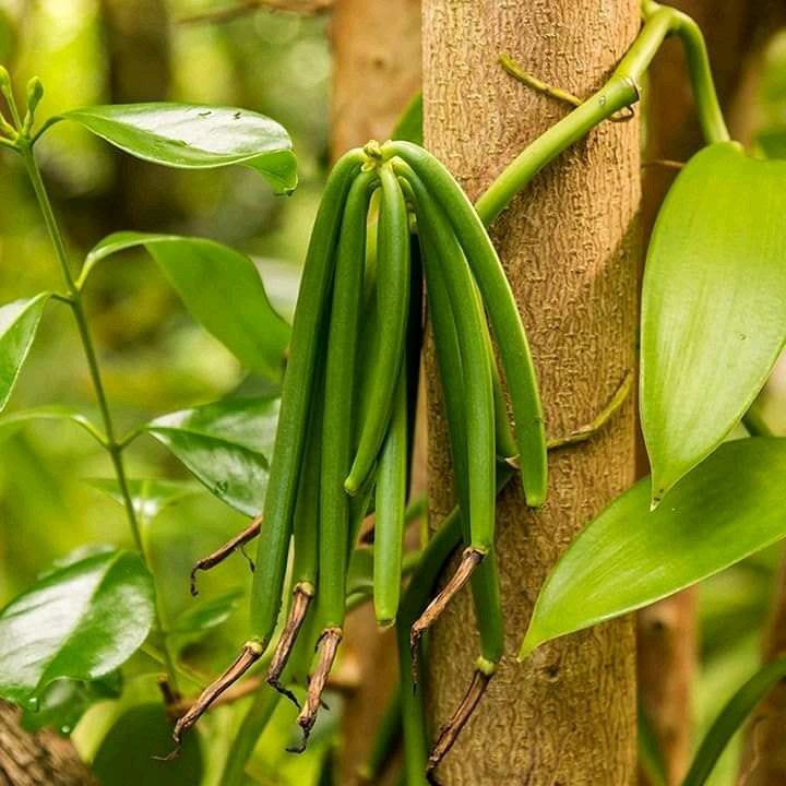 Import Vanilla  From Uganda