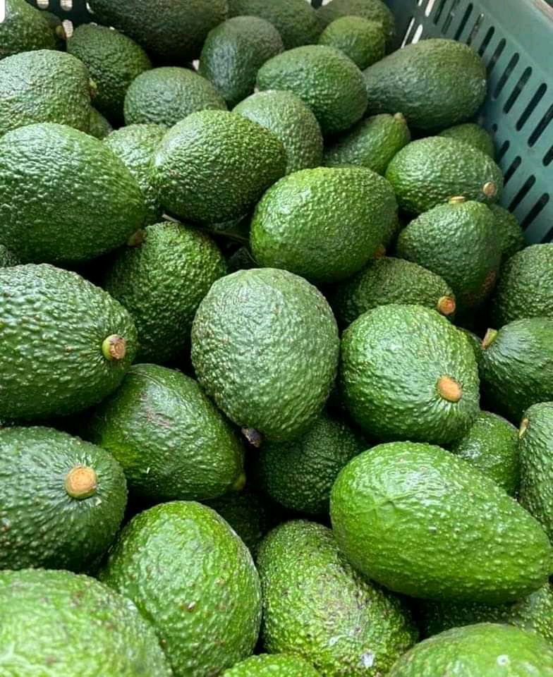Hass Avocado Grown In Uganda