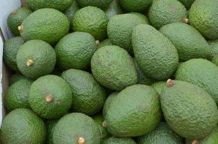 Import Avocado From Uganda