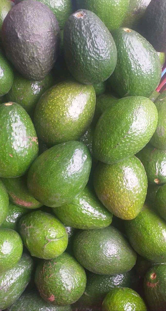 Export Fresh Avocado From Uganda