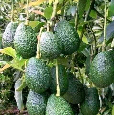 Naturally Grown Avocado From Uganda For Export