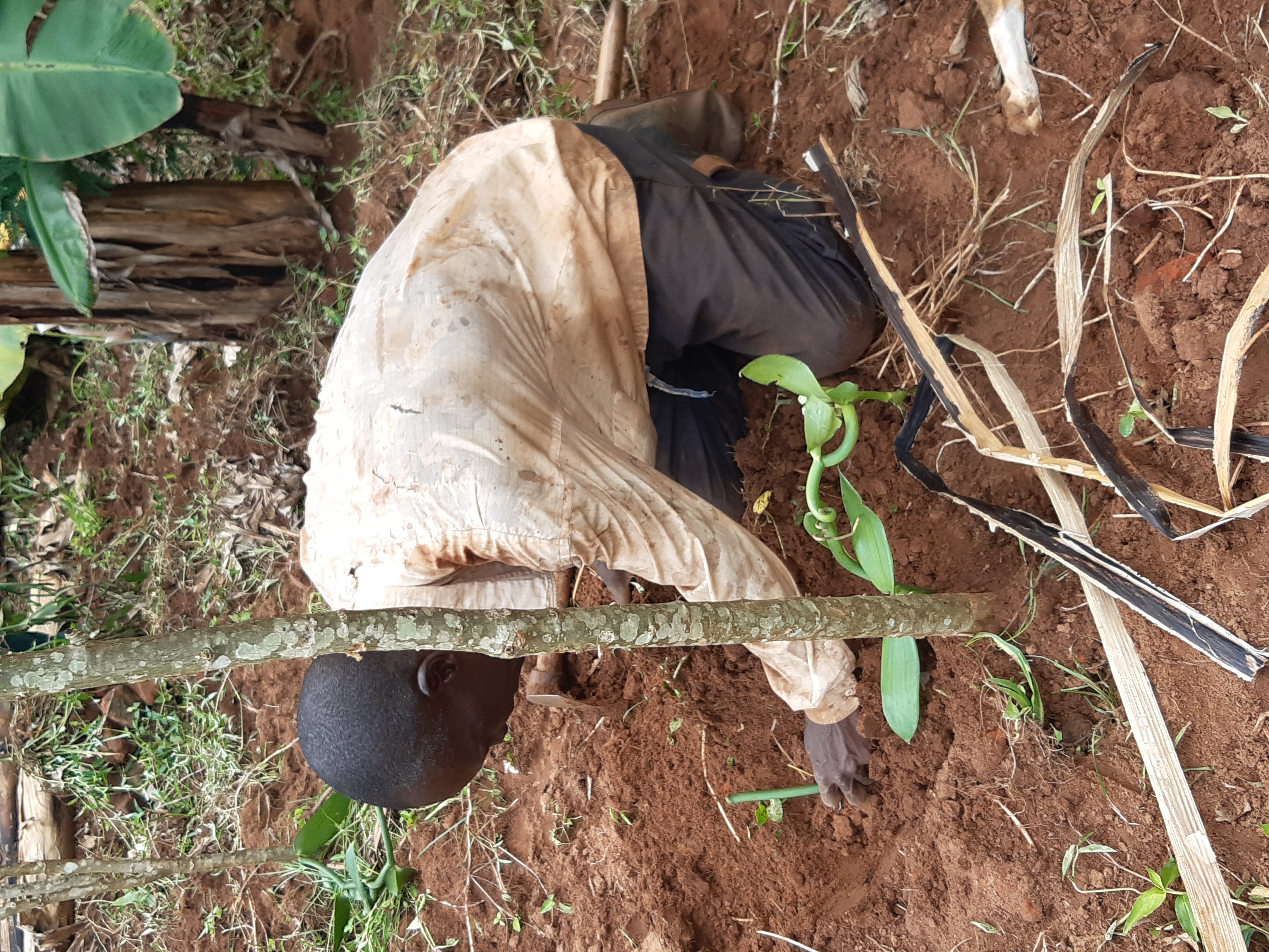 Man planting vanilla in Uganda