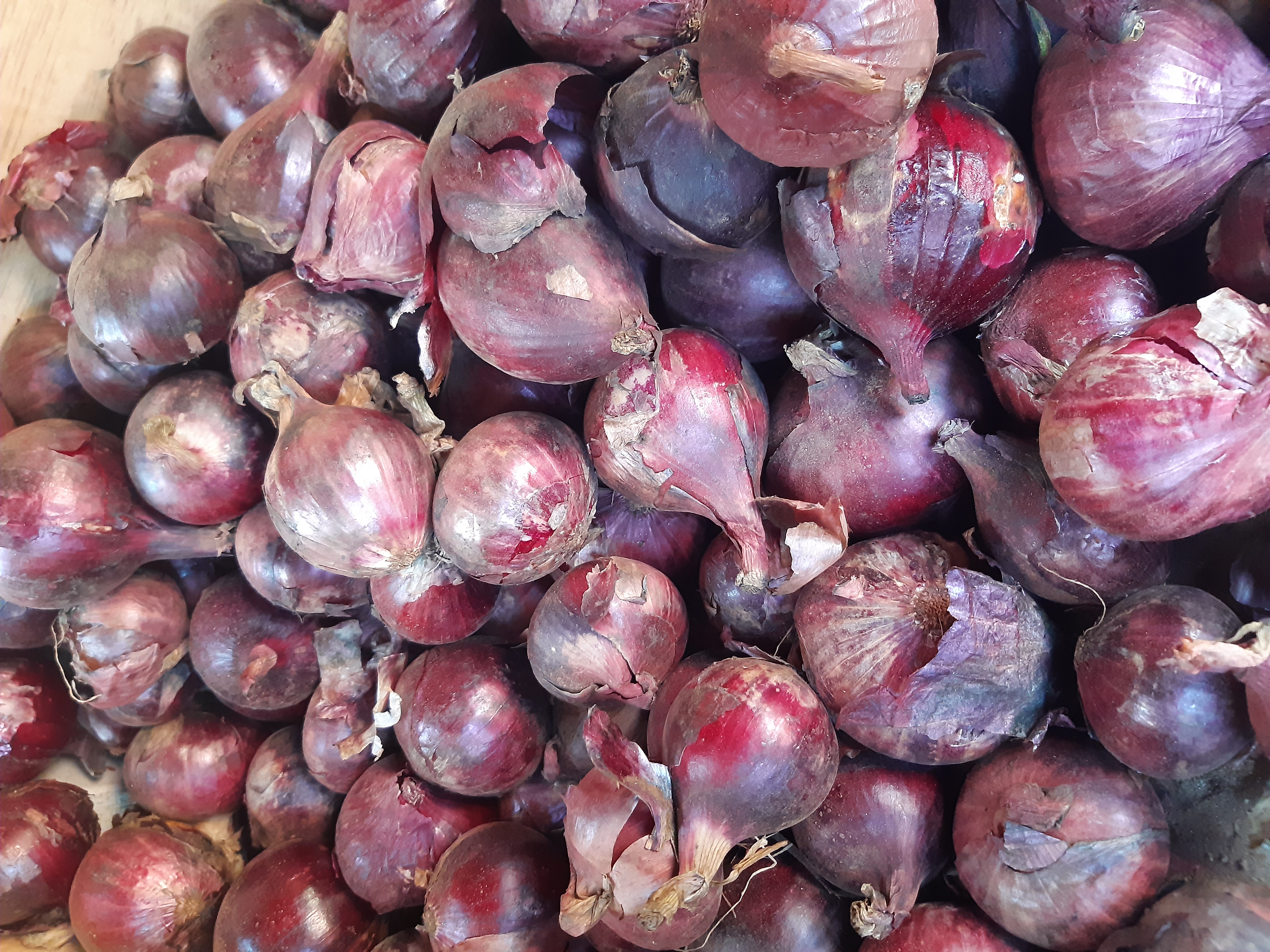 Red Onions