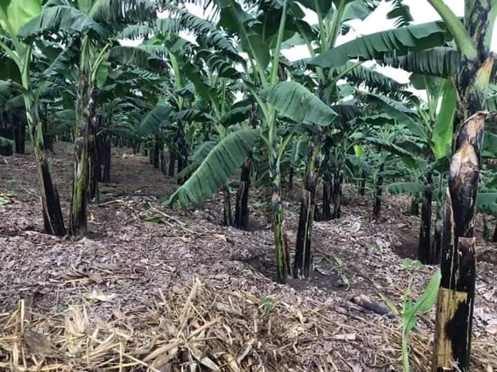 Learn more about how to plant and grow Bananas (ebitooke) in Uganda