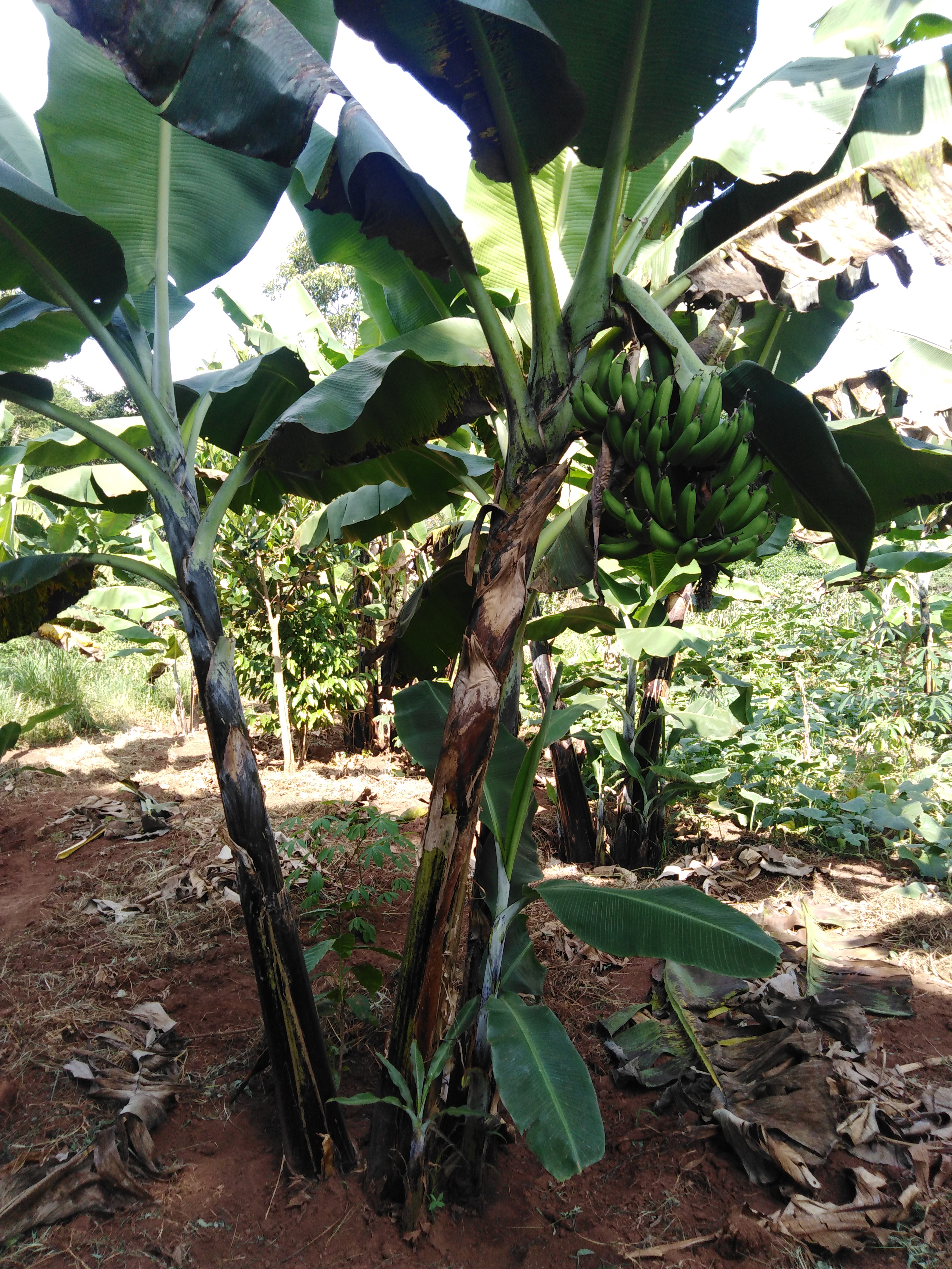 Buy Plant or Grow Bananas in Uganda