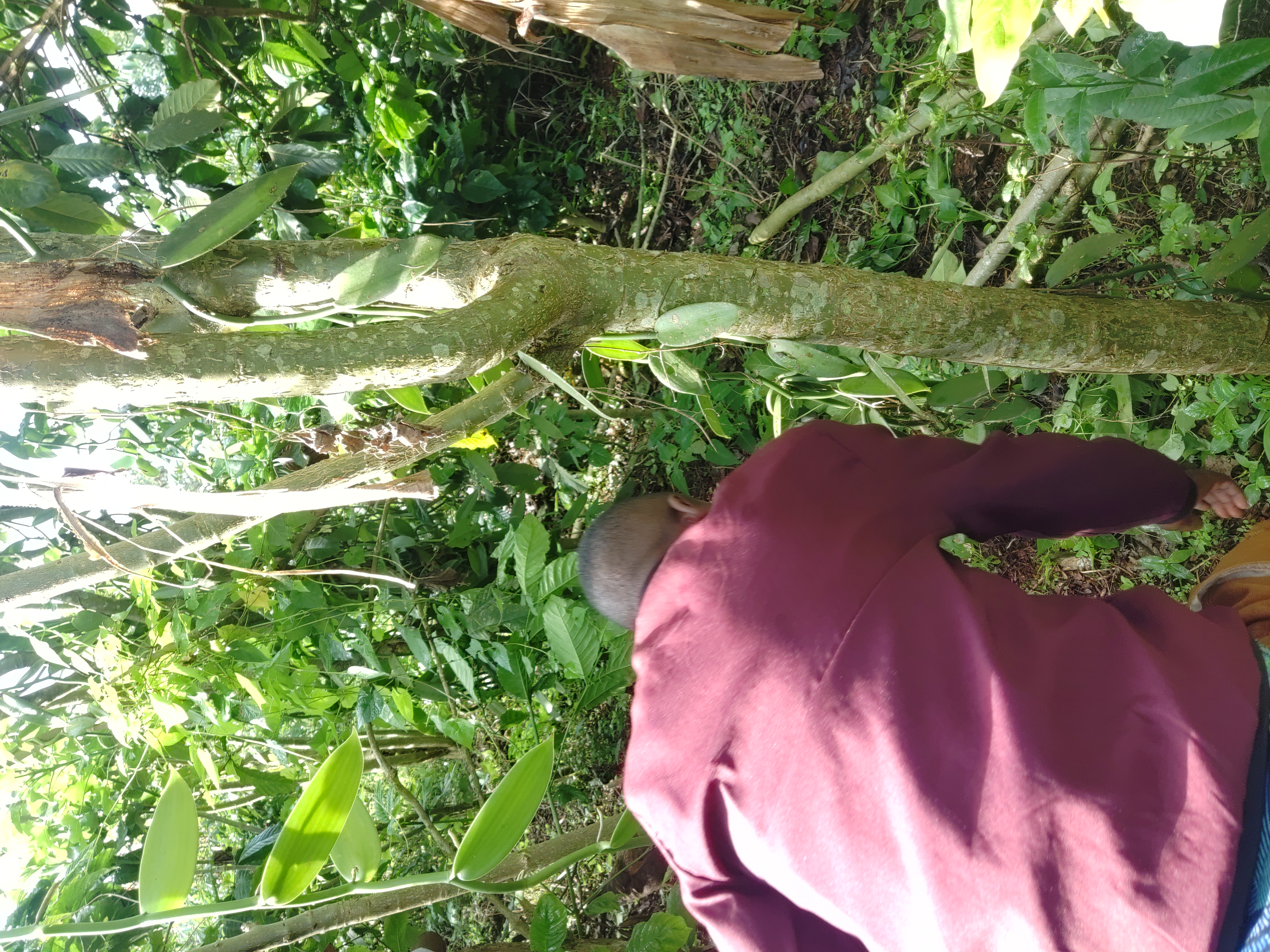 A farmer planting a vanilla vine