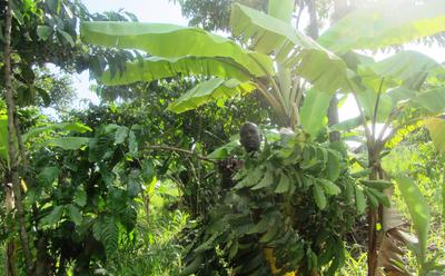 Arabica Coffee Intercropping
