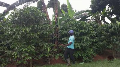 Coffeee and Banana planted together