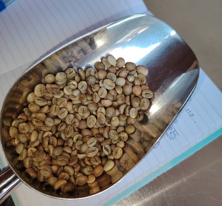 arabica coffee