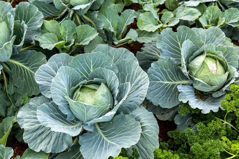 Learn more about how to plant and grow Cabbages in Uganda