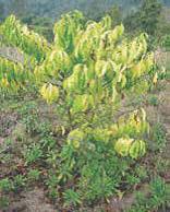 deficient coffee plants.