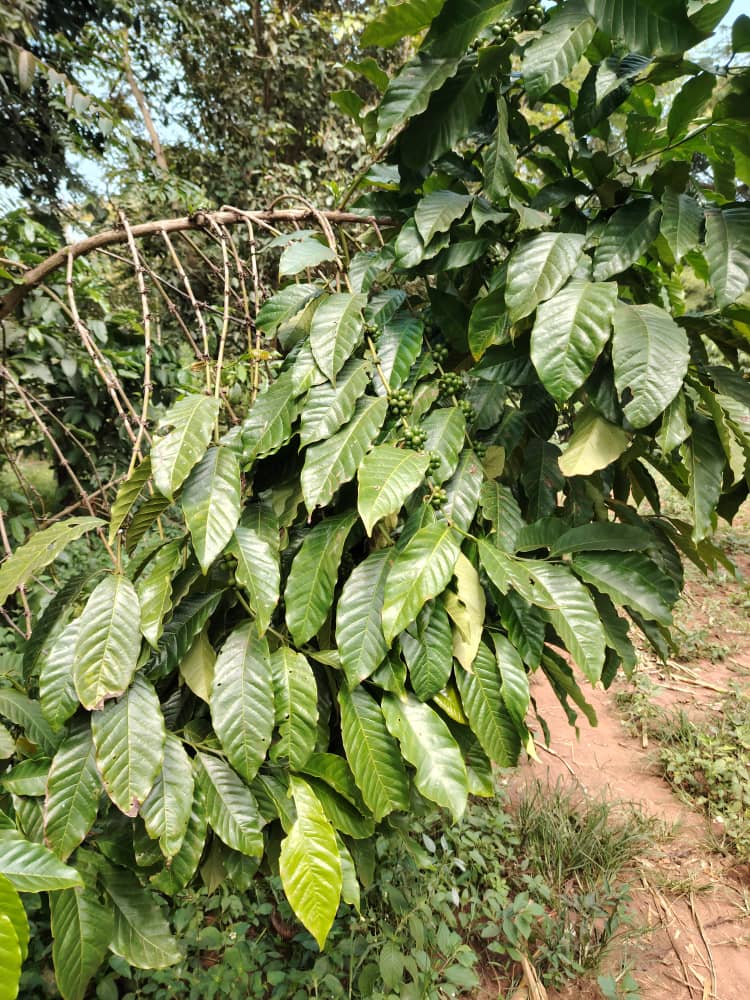 coffee plant