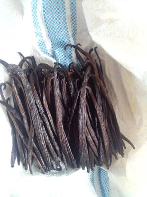Freshly Cured Vanilla Beans 