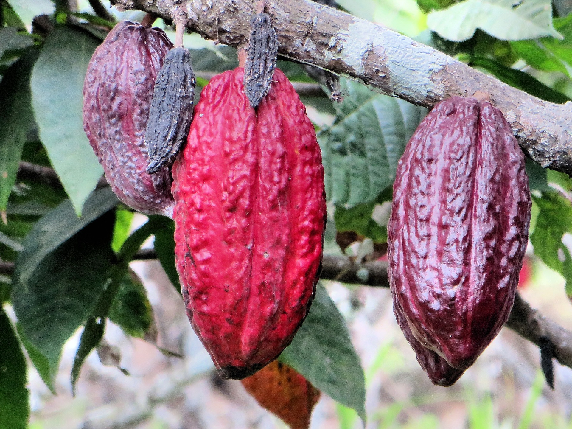 Uncover the hidden potential of Ugandan cocoa as we shine a spotlight on its rapid growth and increasing popularity. 