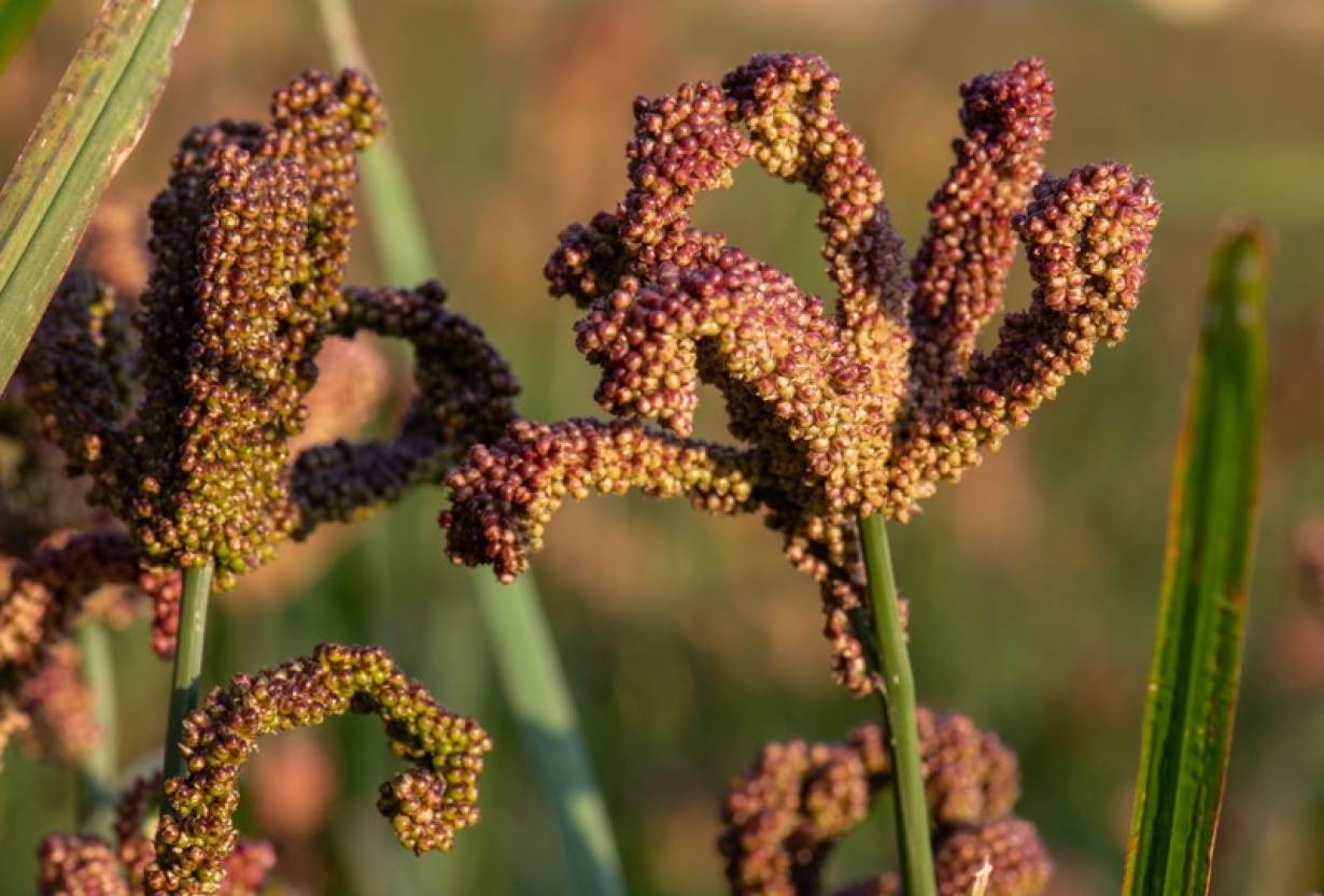 Learn how to plant and grow Millet in Uganda