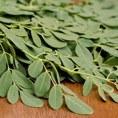 Moringa Leaves