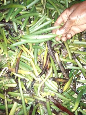Harvested Vanilla Beans