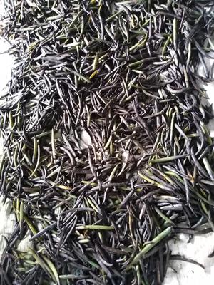 Ready to cure vanilla beans