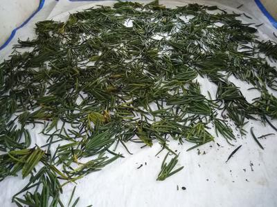 Green Vanilla Beans For Curing