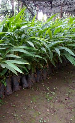 Cardamon Seedling / Suckers