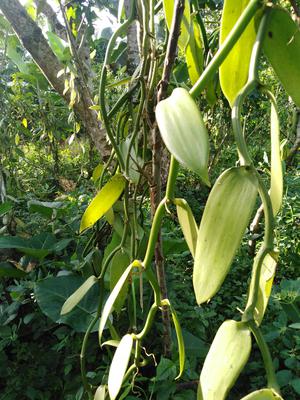 Vanilla Orchard Plant