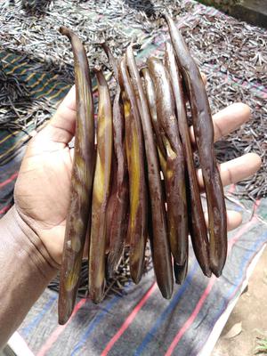 Curing Vanilla Beans