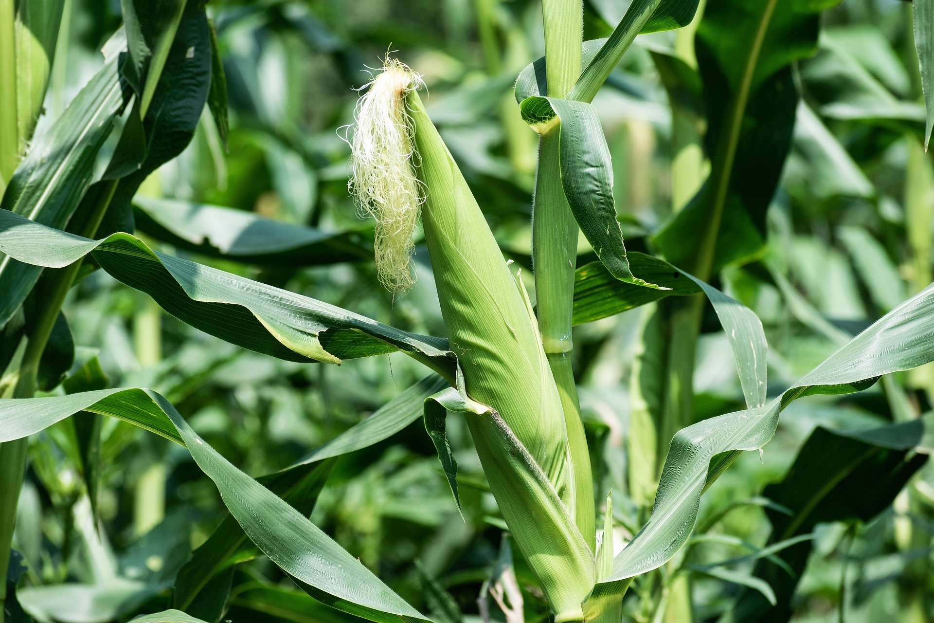 maize