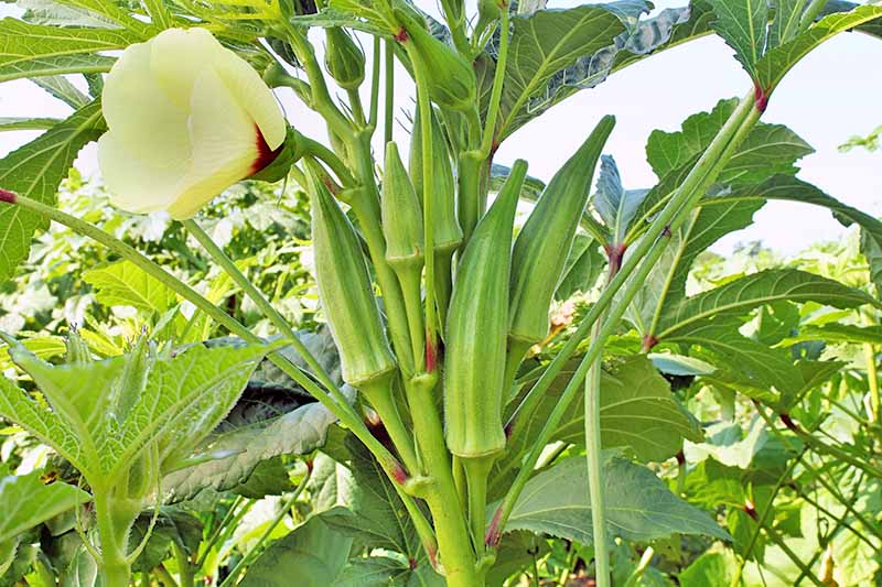 Okra planted in Uganda