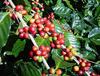 Robusta coffee plant
