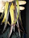 Yellow Split Vanilla Beans 