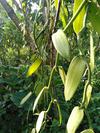 Vanilla Orchard Plant