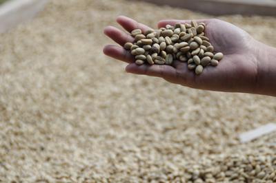 Fresh Uganda Arabica coffee Grains