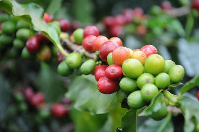 Coffee Beans On Plant