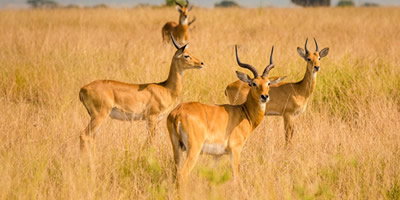 Kobs in Queen Elizabeth National Park