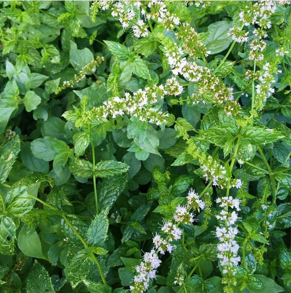 Buy Spear Mint Spices In Uganda