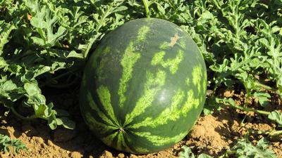Watermelon In The Garden